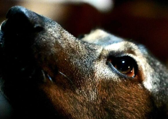 Štvornohí priatelia s veľkým srdcom