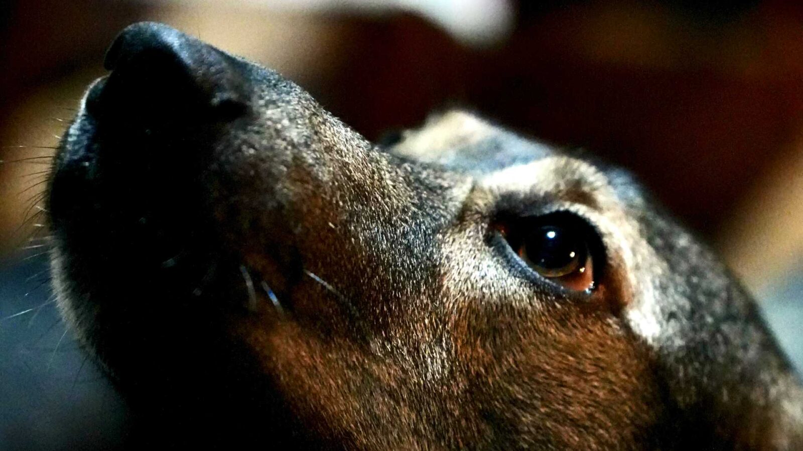 largo-podklad Štvornohí priatelia s veľkým srdcom