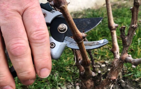 strihanie-vinica Strihanie viniča - zimný rez vinohradu