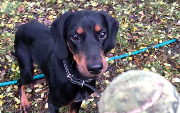 Psík s loptičkou - K článku Jeseň v záhrade a zachránený psík.