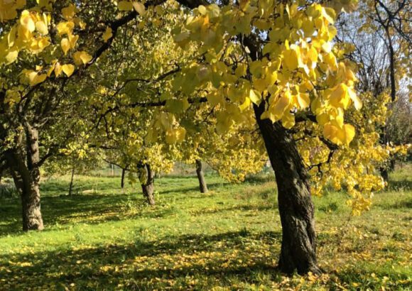 Prírodná permakultúrna záhrada a sad