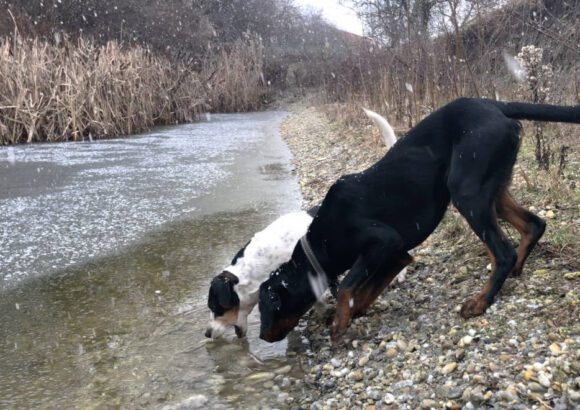 Mokraď v zime a moji psi