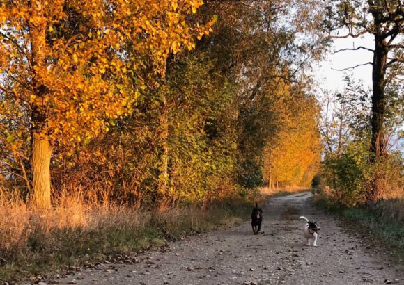 K článku Remízky a vetrolamy