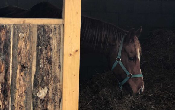 Koník v stajni