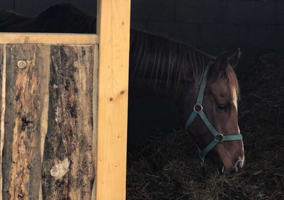 Koník v stajni