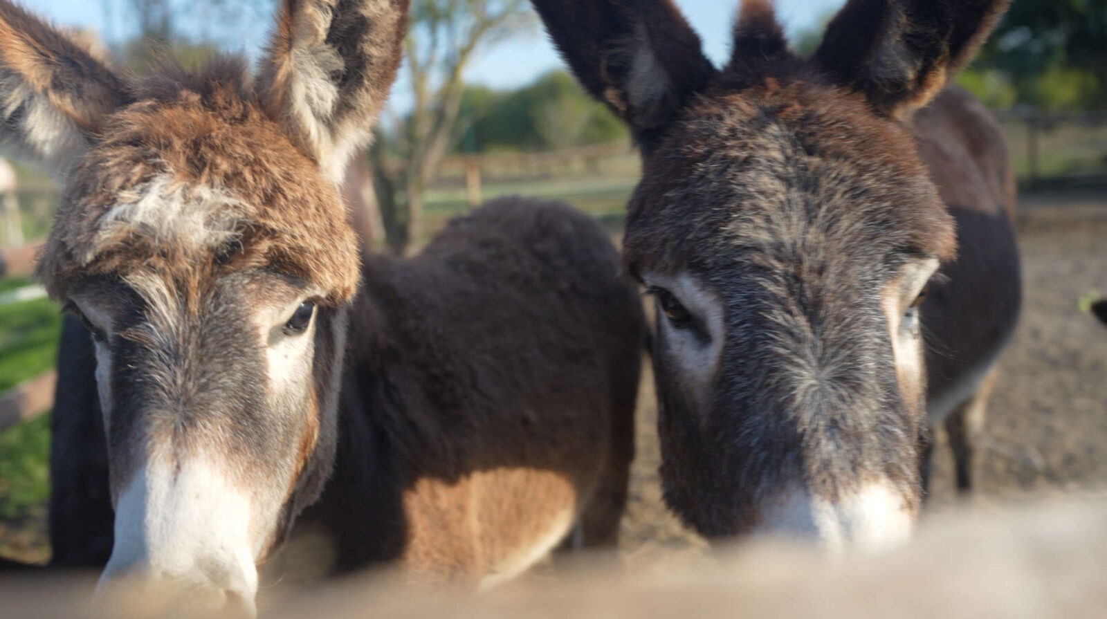 Záhrada plná zvierat - nehľadal ma tu NOE? 1 Súkromná mini zoo, somáriky