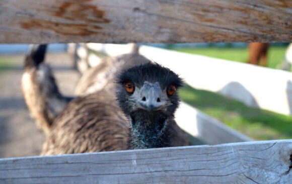 Súkromná minizoo - oči za plotom