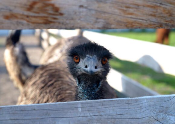 Súkromná minizoo - oči za plotom