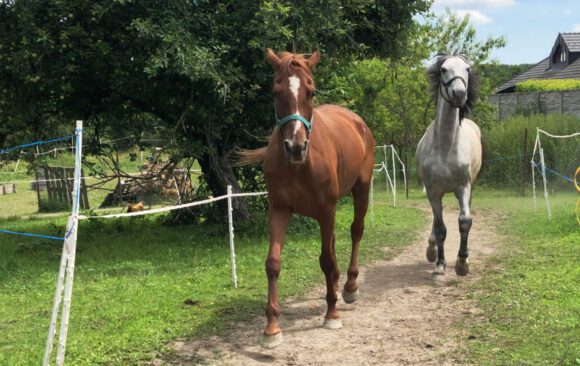 2horsetracksys Koníky si užívajú náš Mini Paddock Paradise Track System