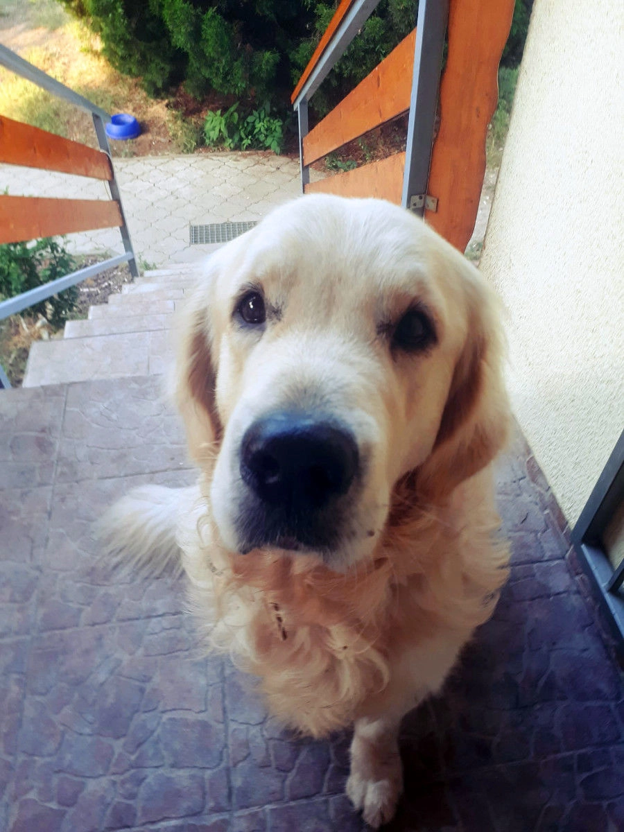 Ako som ušetrila niekoľko tisíc za fitness schody 3 Zlatý retríver na schodoch