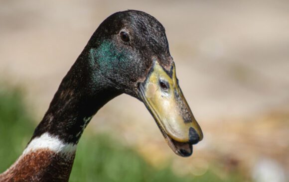 Indické bežce, detail