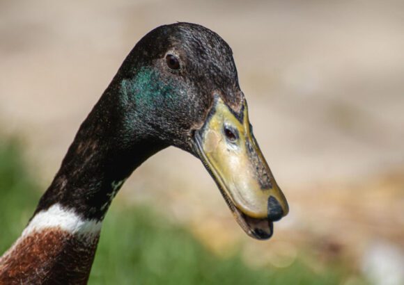 Indické bežce, detail