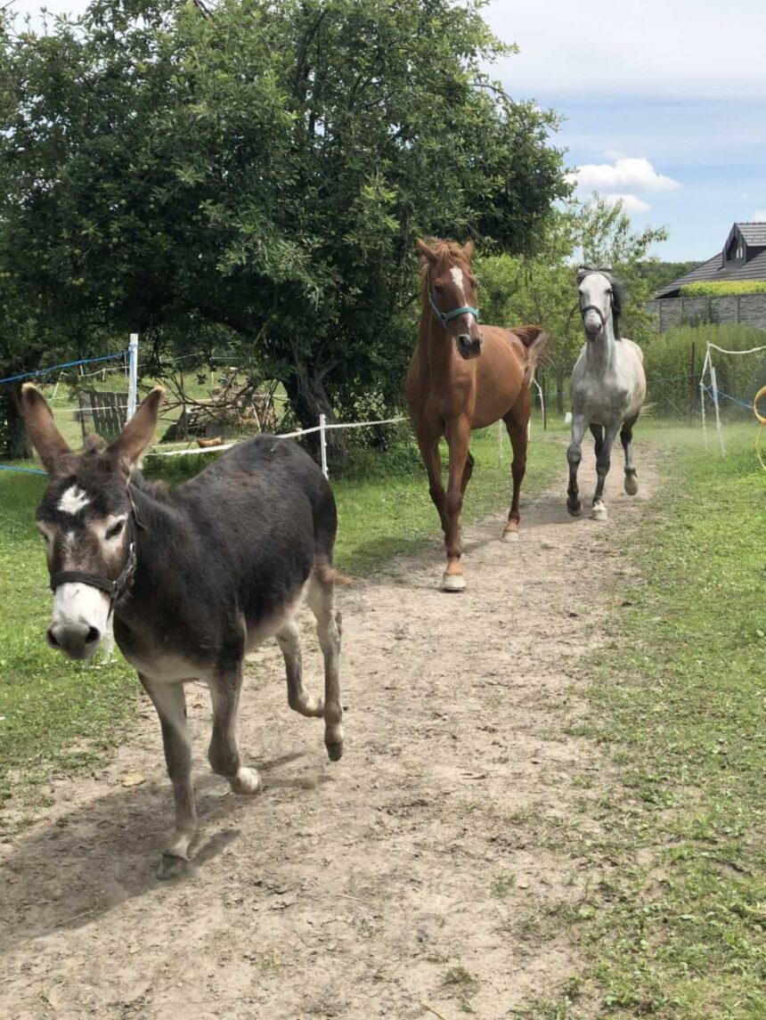 7 dôvodov, prečo milujem život na Žitnom ostrove (a prečo sa ho už nikdy nemienim vzdať) 2 Somár a kone v sade, život na Žitnom ostrove