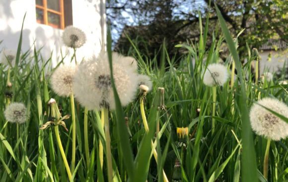 Dom a odkvitnuté púpavy