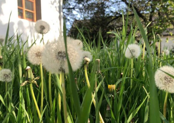 Dom a odkvitnuté púpavy