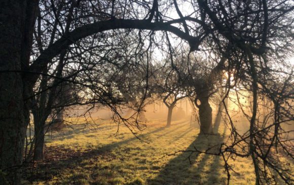 Starý marhuľový sad na Žitnom ostrove – spomienka na predkov