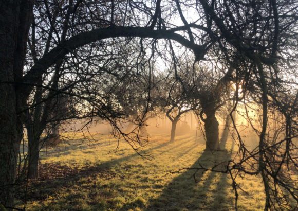 Starý marhuľový sad na Žitnom ostrove – spomienka na predkov
